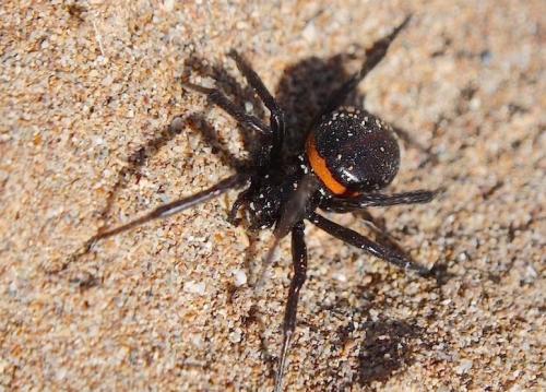 Steatoda paykulliana
